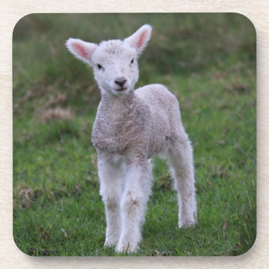 Dessous-de-verre Lamb Bébé Mouton ferme animal (Devant)