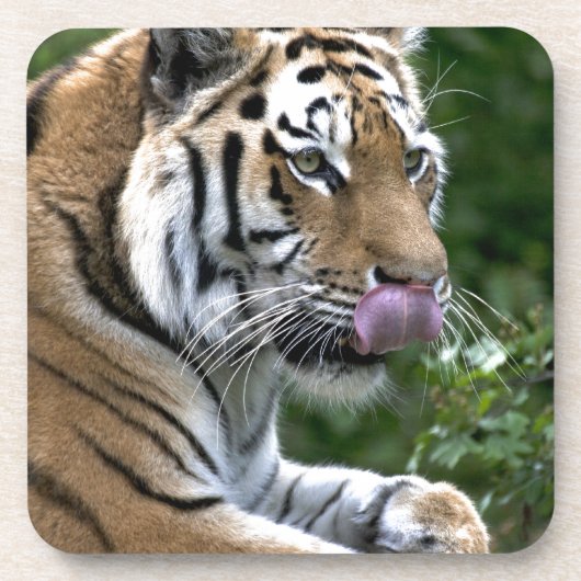 Dessous-de-verre Langue du tigre (Devant)