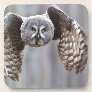 Dessous-de-verre l'animal de vol de hibou fait varier le pas des