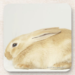 Dessous-de-verre Lapin beige sur l'arrière - plan blanc 4
