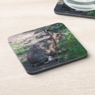 Dessous-de-verre Lapin Brown, Repos dans la nature