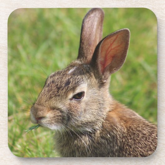 Dessous de verre lapin lapin (Devant)