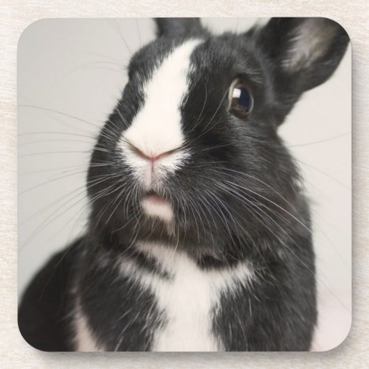 Dessous-de-verre Lapin noir et blanc surpris (Devant)