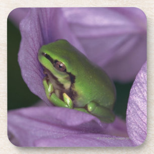 Dessous-de-verre L'arbre-grenouille du blanc