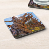 Dessous-de-verre L'Arbre Sentinelle (Côté gauche)