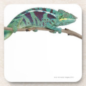 Dessous-de-verre Le caméléon de panthère fouineur soit (les (Devant)