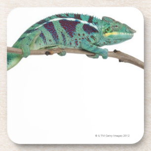 Dessous-de-verre Le caméléon de panthère fouineur soit (les