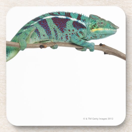 Dessous-de-verre Le caméléon de panthère fouineur soit (les (Devant)