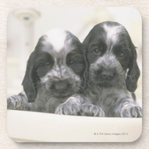 Dessous-de-verre Le cocker anglais est une race de chien. Il