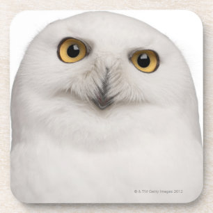 Dessous-de-verre Le hibou masculin de Milou (scandiacus de Bubo)