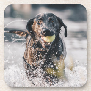 Dessous-de-verre Le Labrador Noir Joue Dans L'Eau