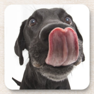 Dessous-de-verre Le Labrador Noir se lâche le nez