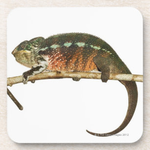 Dessous-de-verre Le Madagascar 2