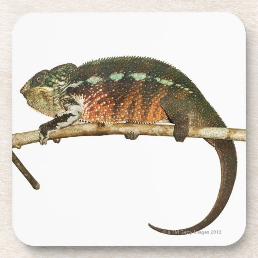 Dessous-de-verre Le Madagascar 2 (Devant)