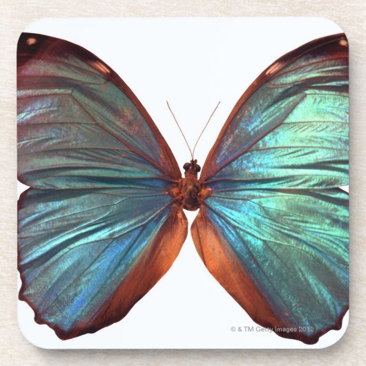 Dessous-de-verre Le papillon avec des ailes a écarté 2 (Devant)