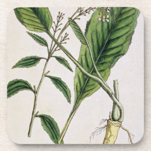 Dessous-de-verre Le raifort, plaquent 415 "d'un de fines herbes