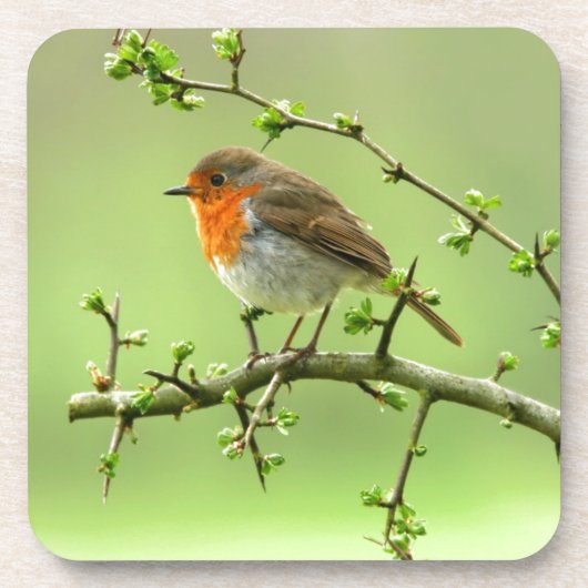 Dessous-de-verre Le Robin (Devant)
