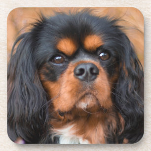 Dessous-de-verre Le roi Charles Spaniel Charles de Noir et de Tan C