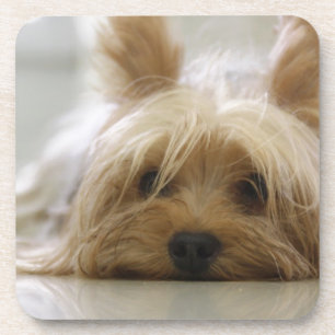 Dessous-de-verre le visage mignon de chien d'animal familier de