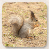 Dessous-de-verre L'écureuil mignon mange une photo de noix (Devant)