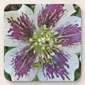 Dessous-de-verre Lenten Rose Hellebore Floral (Devant)