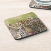 Dessous-de-verre Léopard (Côté gauche)