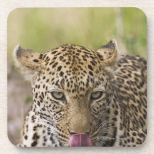 Dessous-de-verre Léopard