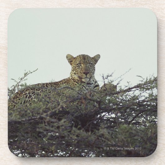 Dessous-de-verre Léopard africain (Devant)