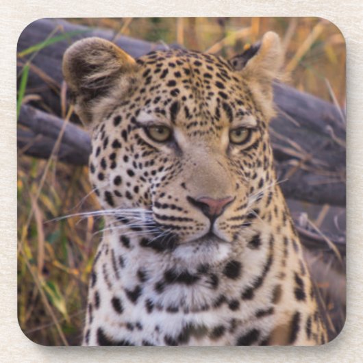 Dessous-de-verre Léopard assis, Botswana, Afrique (Devant)