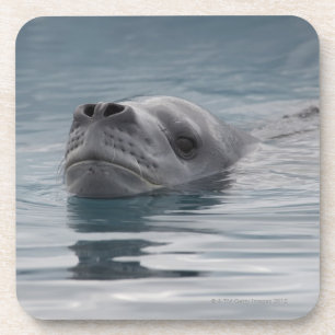 Dessous-de-verre léopard de joint qui nage