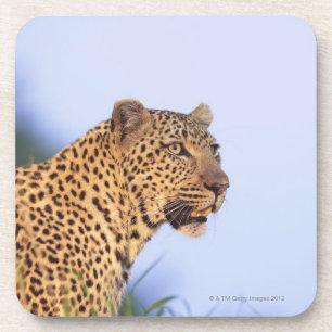 Dessous-de-verre Léopard de mâle adulte (pardus de Panthera)