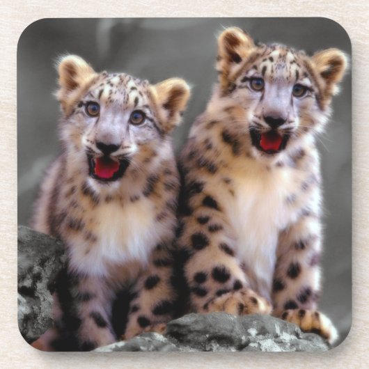 Dessous-de-verre Léopard de neige CUB (Devant)
