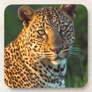 Dessous-de-verre Léopard mâle (Panthera Pardus) Jeune adulte