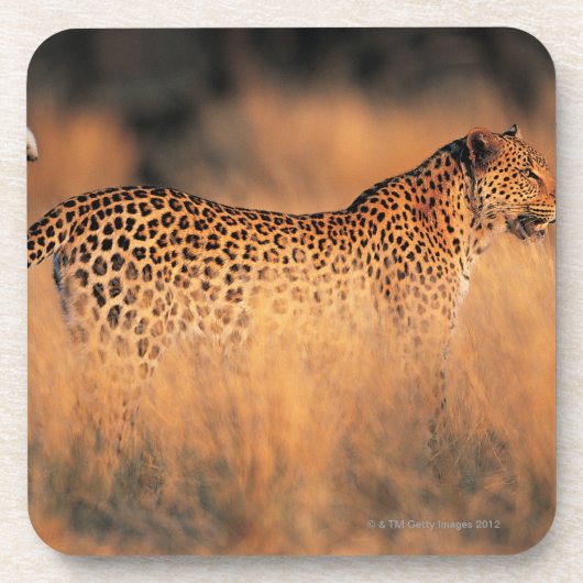 Dessous-de-verre Léopard (pardus de Panthera) (Devant)