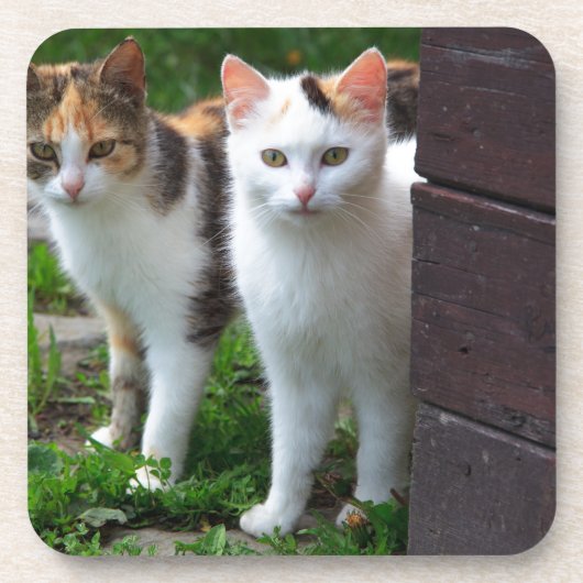 Dessous-de-verre Les chats jouent (Devant)