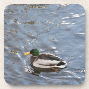 Dessous-de-verre Les Etats-Unis, Maine, Camden, canard de Mallard