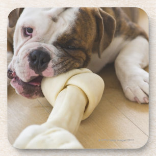 Dessous-de-verre Les Etats-Unis, New Jersey, Jersey City, chiot