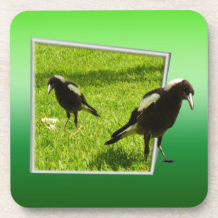 Dessous-de-verre Les Magpies Australiennes Ne Font Pas Si Peur Aux