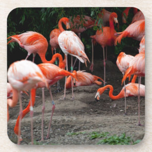 Dessous-de-verre Les oiseaux de plage tropicaux Flamants roses de d