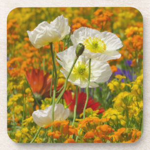Dessous-de-verre Les pavots blancs qui poussent autour des fleurs c