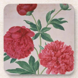 Dessous-de-verre Les pivoines, plaquent 46 du Florilegium de Nassau