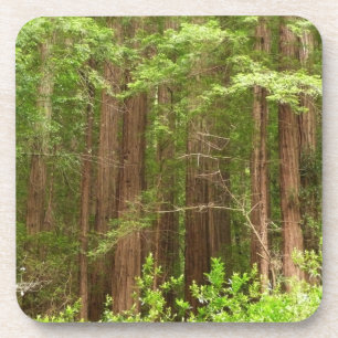 Dessous-de-verre Les séquoias au monument national de Muir Woods
