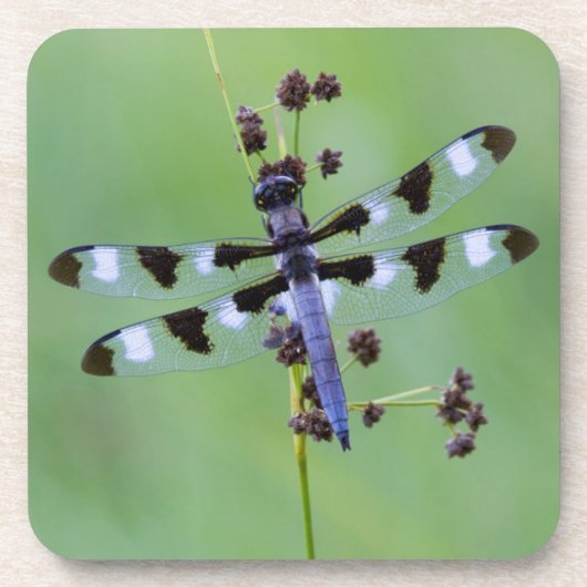 Dessous-de-verre Libellule perchée sur l'herbe, Canada (Devant)