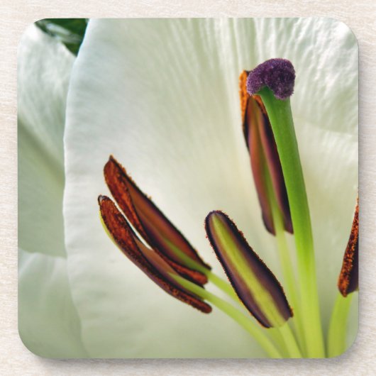Dessous-de-verre Lilium Oriental Blanc (Devant)