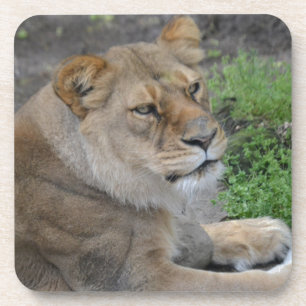 Dessous-de-verre Lion