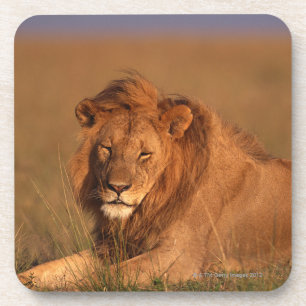Dessous-de-verre Lion