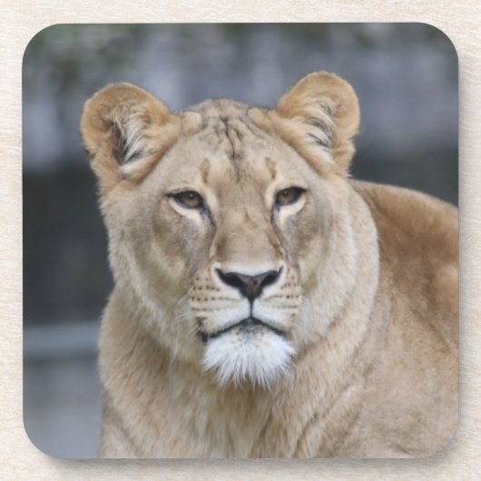 Dessous-de-verre Lion 004 (Devant)