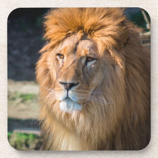 Dessous-de-verre Lion 013 (Devant)