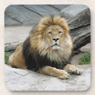 Dessous-de-verre Lion 020