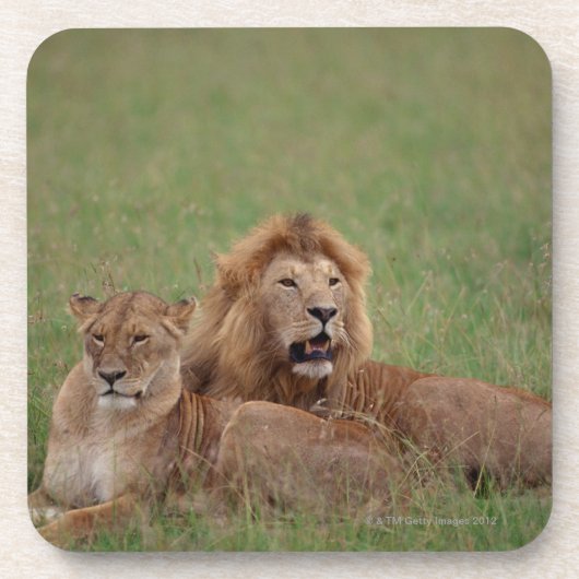 Dessous-de-verre Lion 2 (Devant)